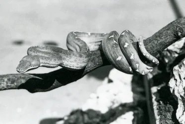 Ein Smaragdbaumboa, dessen Körper sich um einen Ast windet, London Zoo, Oktober 1928