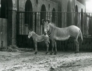 Ein gefährdeter Grevy-Zebra, stehend mit ihrem 4 Tage alten Fohlen, in ihrem Gehege im Londoner Zoo im August 1927