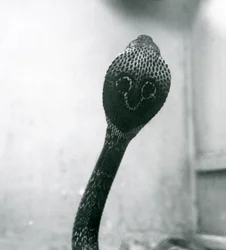 Eine indische Brillenschlange mit erhobenem Kopf und gespreizter Haube, Londoner Zoo, Oktober 1925
