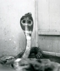 Eine indische Brillenschlange mit erhobenem Kopf und gespreizter Haube, Londoner Zoo, Oktober 1925