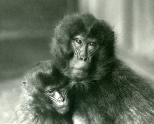 Ein erwachsener und ein junger Dschelada im London Zoo, Januar 1925