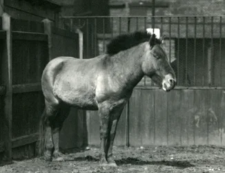 Ein gefährdeter Przewalski-Wildpferd, stehend in seinem Gehege im Londoner Zoo im Jahr 1927