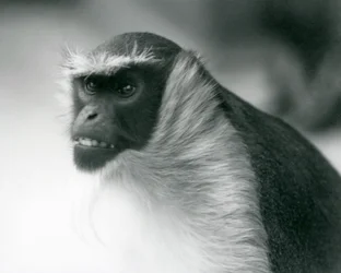 Ein gefährdeter Roloway-Meerkatze im Londoner Zoo, 1927