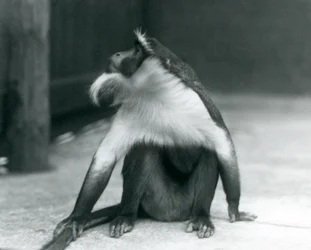 Ein gefährdeter Roloway-Meerkatzenaffe sitzt auf dem Boden, blickt nach oben und hält dabei seinen Schwanz, Londoner Zoo, 1927