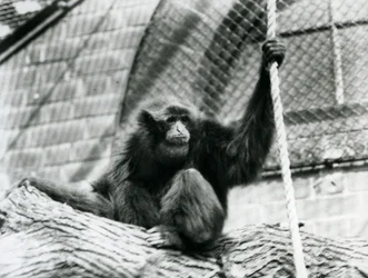 Ein gefährdeter Siamang-Gibbon, sitzend auf einem Baumstamm, haltend ein Seil, Londoner Zoo, 1927