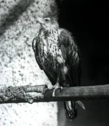 Bonellis Adler auf einem Ast im Londoner Zoo, September 1925