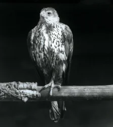 Bonellis Adler auf einem Ast im Londoner Zoo, September 1925