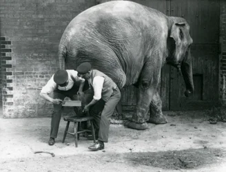 Weiblicher Asiatischer Elefant Sundermalah lässt sich von ihren Wärtern die Füße trimmen, Londoner Zoo, August 1926