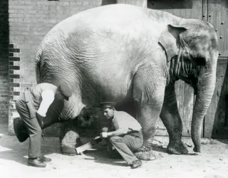 Weiblicher Asiatischer Elefant Sundermalah lässt sich von ihren Wärtern die Füße trimmen, Londoner Zoo, August 1926