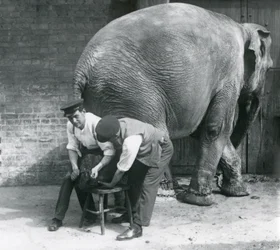 Weiblicher Asiatischer Elefant lässt sich von ihren Wärtern die Füße trimmen, Londoner Zoo, August 1926