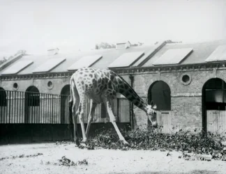 Weibliche Giraffe 