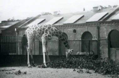 Weibliche Giraffe, 