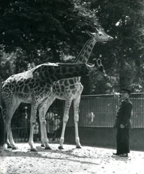 Weibliche Giraffen Maud und Maggie mit Wärter Ernie Professor Bowman, Londoner Zoo, Juli 1924