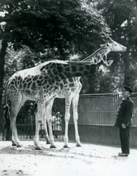 Weibliche Giraffen Maud und Maggie mit Wärter Ernie Professor Bowman, Londoner Zoo, Juli 1924