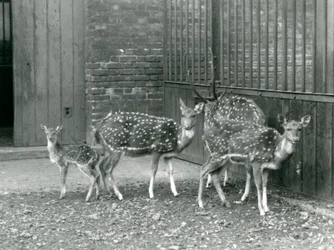 Vier Axishirsche, darunter ein Bock mit Geweih und ein Kitz, im London Zoo im Jahr 1926 (s/w Foto)