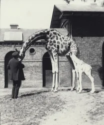 Giraffe mit 3 Tage altem Baby und Pfleger im Londoner Zoo, 1914