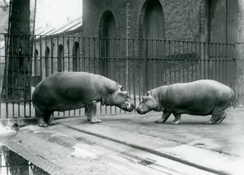 Flusspferde Bobbie und Joan werden im Londoner Zoo vorgestellt, 1923