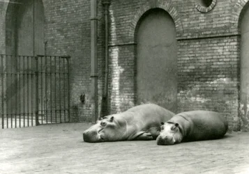 Flusspferde Bobbie und Joan im London Zoo, Juli 1923