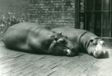 Flusspferde Bobbie und Joan liegen in ihrem Gehege im Londoner Zoo, Juli 1923 (Schwarz-Weiß-Foto)