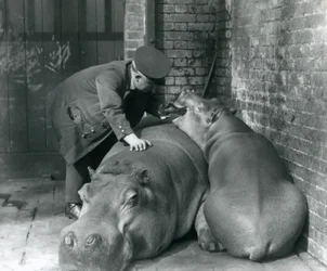 Nilpferde Joan und Jimmy im Londoner Zoo im Jahr 1927