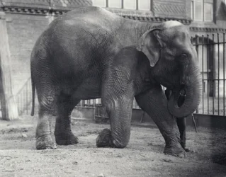 Indischer Elefant, Assam Lukhi, kniend mit Wärter im Londoner Zoo, April 1914