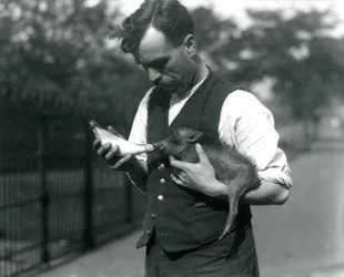 Tierpfleger Harry Warwick füttert ein Baby-Warzen schwein im Londoner Zoo, im August 1922