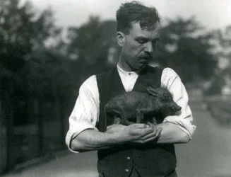 Wärter Harry Warwick wiegt ein Baby-Warzen in seinen Armen im Londoner Zoo, August 1922