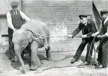 Wärter A. Church, Charles Eyles und H. Robertson versuchen, ein Baby-Asiatischer Elefant an einem Seil zu führen, Londoner Zoo, September 1919