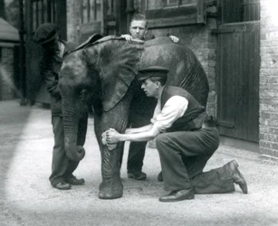 Wärter ölen die Haut des jungen männlichen afrikanischen Elefanten Kiberenge, Londoner Zoo, Juli 1924