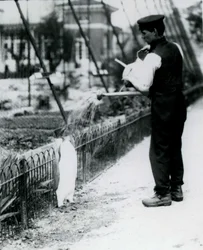 Königspinguin, der von Wärter Harry Munro mit einer Gießkanne im Londoner Zoo im Mai 1914 geduscht wird. Munro wurde im Ersten Weltkrieg getötet, nachdem er in der Armee, in Luftschiffen und in der U-Boot-Abwehr gedient hatte