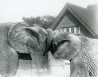 Männlicher Afrikanischer Elefant Kiberenge und weiblicher Afrikanischer Elefant Hango begrüßen sich, indem sie ihre Rüssel verknoten, Londoner Zoo im Oktober 1927. Kiberenge wurde dem Londoner Zoo von S.E. Sir Horace Byatt geschenkt