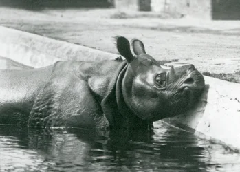 Männliches indisches Nashorn Felix genießt ein Bad in seinem Pool im Londoner Zoo, Juni 1928