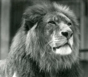 Männlicher Löwe Kuja im Londoner Zoo im August 1924