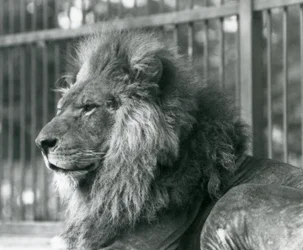 Männlicher Löwe Toto liegt in seinem Gehege im Londoner Zoo, September 1927