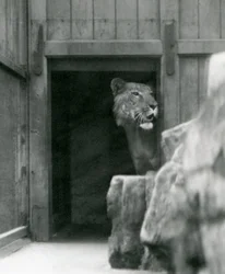 Ranji, ein männlicher Tigon, Londoner Zoo, Juli 1924