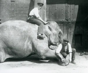 Sundermalah lässt sich von einem Wärter die Vorderfüße trimmen, während ein anderer auf ihrem Rücken sitzt, Londoner Zoo, August 1926