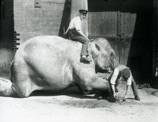 Sundermalah lässt sich von einem Wärter die Vorderfüße trimmen, während ein anderer auf ihrem Rücken sitzt, Londoner Zoo, 1926