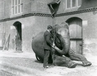 Syed Ali, der Indiarani vor dem Elefantenhaus trainiert, London Zoo, August 1923