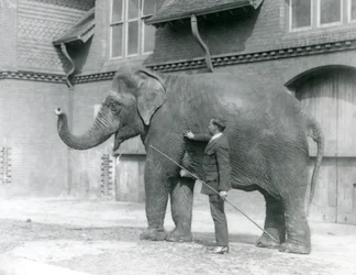 Syed Ali, der Indiarani vor dem Elefantenhaus trainiert, London Zoo, August 1923