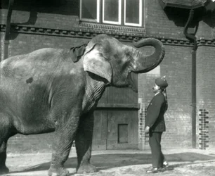Syed Ali trainiert Indiarani vor dem Elefantenhaus, Londoner Zoo, Oktober 1925