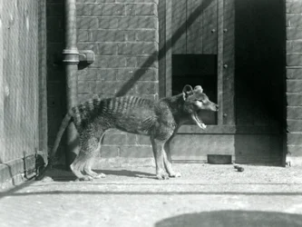 Beutelwolf / Tasmanischer Wolf im Londoner Zoo im August 1926