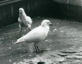 Zwei Schneescheidenvögel, die im August 1927 im Londoner Zoo stehen und gehen