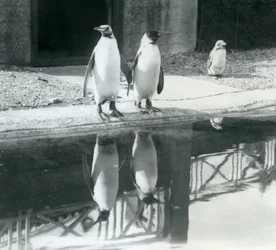 Zwei erwachsene Königspinguine stehen an ihrem Pool mit ihren Spiegelbildern im Wasser, London Zoo