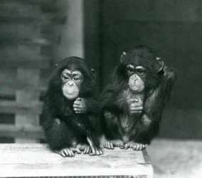 Zwei junge Schimpansen, die auf einer Holzkiste sitzen, Londoner Zoo