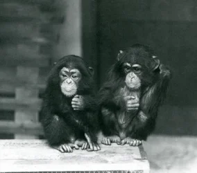 Zwei junge Schimpansen sitzen auf einer Holzkiste, Londoner Zoo, 1924