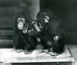 Zwei junge Schimpansen sitzen auf einer Holzkiste, Londoner Zoo, 1924