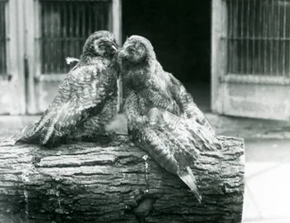 Zwei junge Bartkäuze, auch bekannt als Lappland- oder Lappenkauz, die sich auf einem Baumstamm gegenüberstehen, Londoner Zoo, August 1926