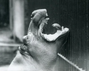 Junger Flusspferd Bobbie im Londoner Zoo, 1927