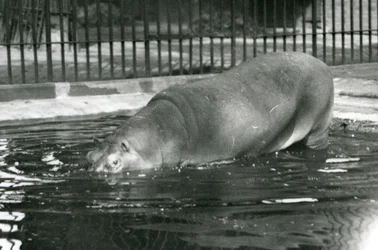 Junger Flusspferd Bobbie betritt sein Becken im Londoner Zoo im August 1927