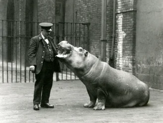 Junges Flusspferd Bobbie sitzt für Wärter Ernie Bowman, London Zoo, Juli 1923